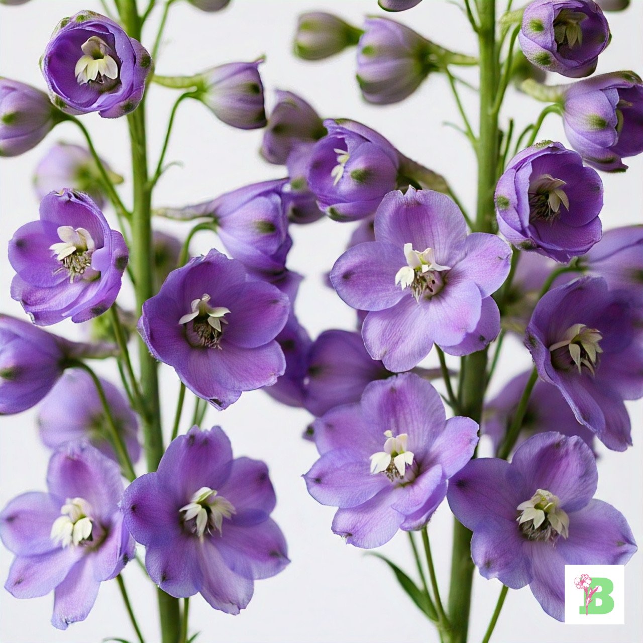Delphiniums