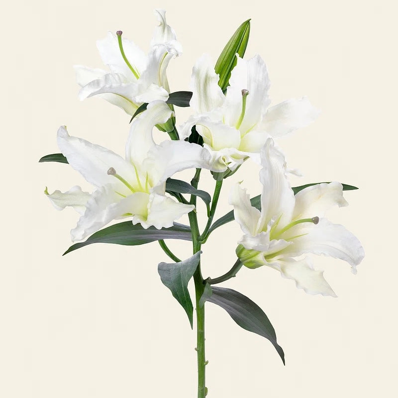Oriental Lily
