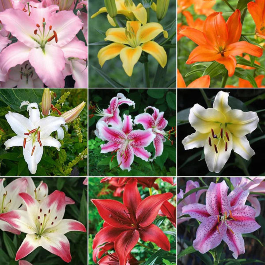 Oriental Lily